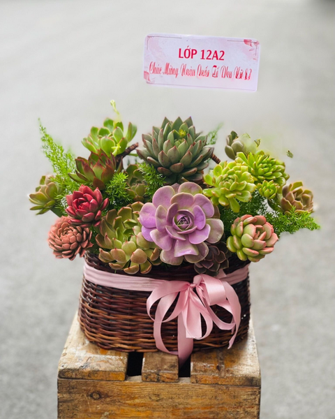 Giỏ Hoa Khai Trương để bàn đẹp: Giỏ Hoa Sen Đá - HG61