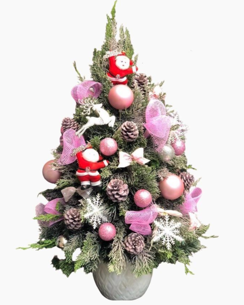 Cây Thông Noel: Cây Thông Noel Tannenbaum - HGS01 - Hoa Giáng Sinh