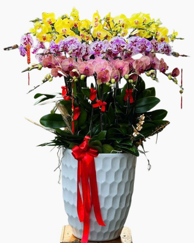 Chậu Hoa Lan Hồ Điệp 5 Cành Đẹp Sang Trọng, Giá Tốt