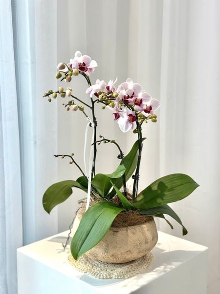 Chậu Hoa Lan Hồ Điệp Mini Nhiều Cành Đẹp, Giá Rẻ: Chậu Lan Hồ Điệp Bạch Hồng Thanh An - LHD249