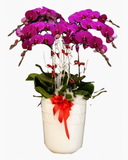  Chậu Hoa Lan Hồ Điệp Peace and Prosperity - LHĐ31 