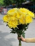  Hoa Cúc Đại Đóa - Hoa Cắt Cành 