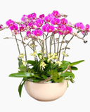  Chậu Hoa Lan Hồ Điệp Smooth Sailing - LHĐ29 