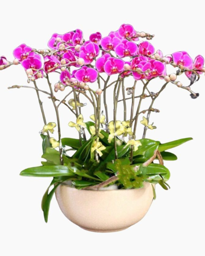  Chậu Hoa Lan Hồ Điệp Smooth Sailing - LHĐ29 