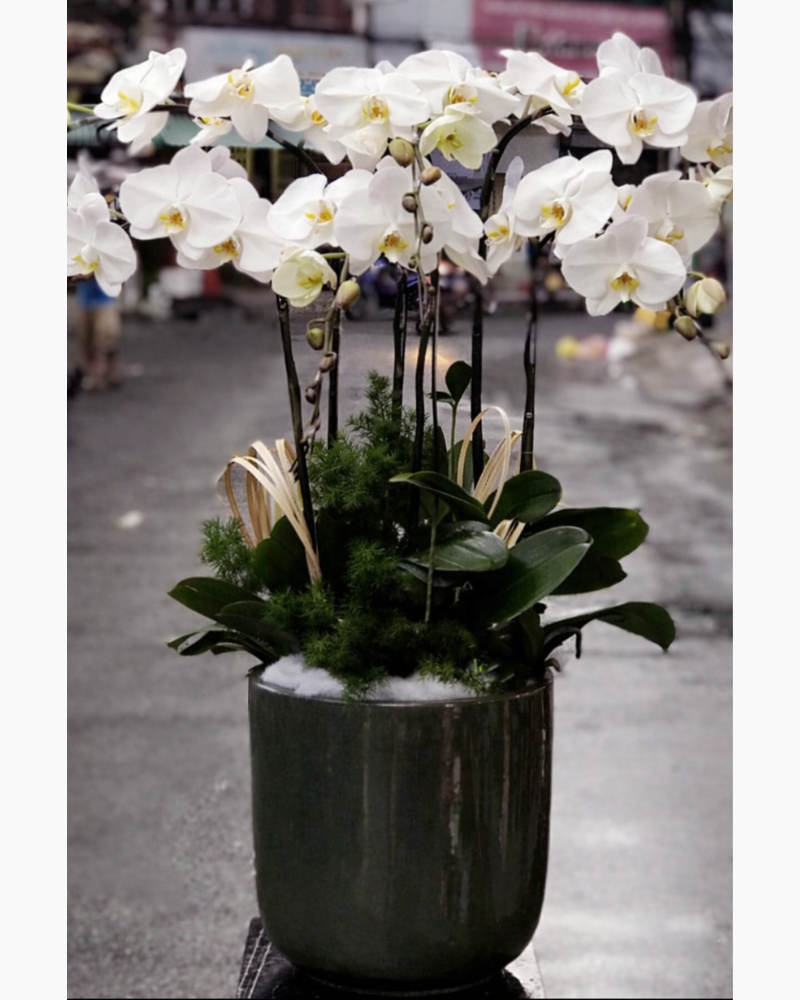  Chậu Hoa Lan Hồ Điệp Wishes Come True - LHĐ26 