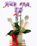  Chậu Hoa Lan Hồ Điệp 3 Cành Đột Biến - LHĐ109 