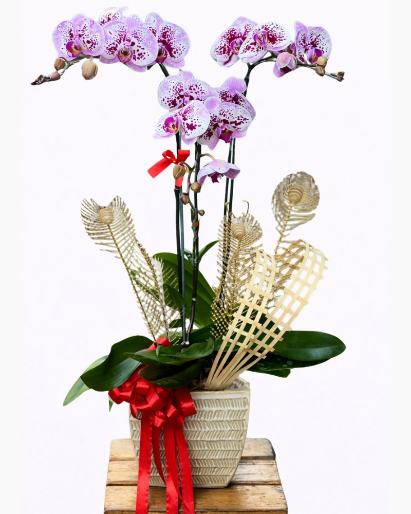  Chậu Hoa Lan Hồ Điệp 3 Cành Đột Biến - LHĐ109 