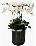  Chậu Hoa Lan Hồ Điệp Wishes Come True - LHĐ26 