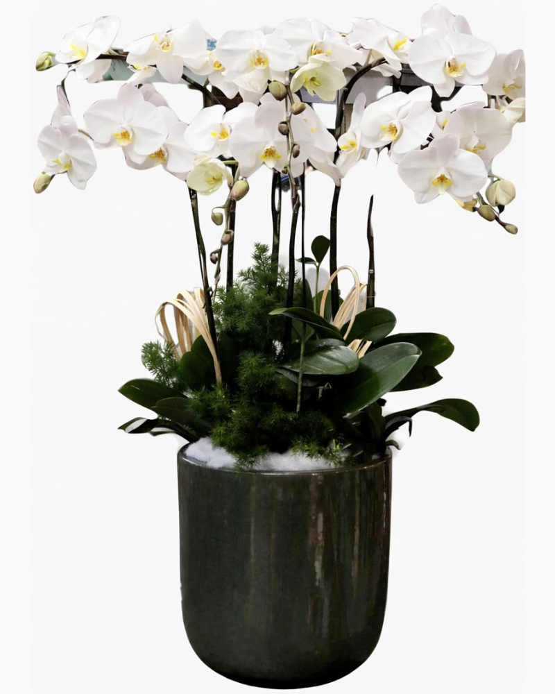  Chậu Hoa Lan Hồ Điệp Wishes Come True - LHĐ26 