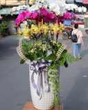  Chậu Lan Hồ Điệp Cát Hoa - LHĐ171 