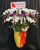  Chậu Lan Hồ Điệp Phú Gia - LHĐ151 