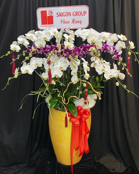 Lan Xuân Vượng Phú Gia - LHĐ151