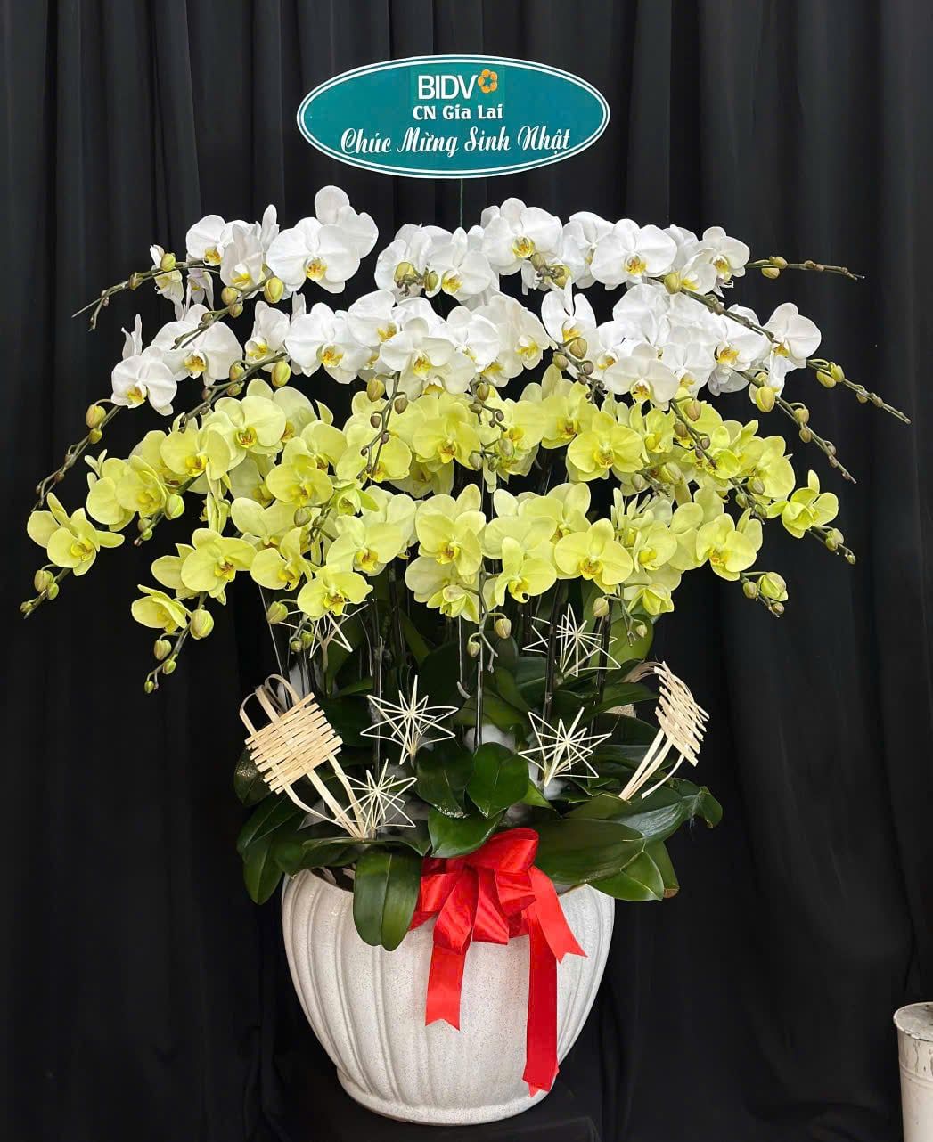  Chậu Lan Hồ Điệp Qúy Phái - LHĐ212 