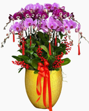  Chậu Lan Hồ Điệp Phồn Vinh - LHĐ190 