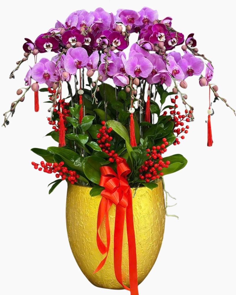  Chậu Lan Hồ Điệp Phồn Vinh - LHĐ190 