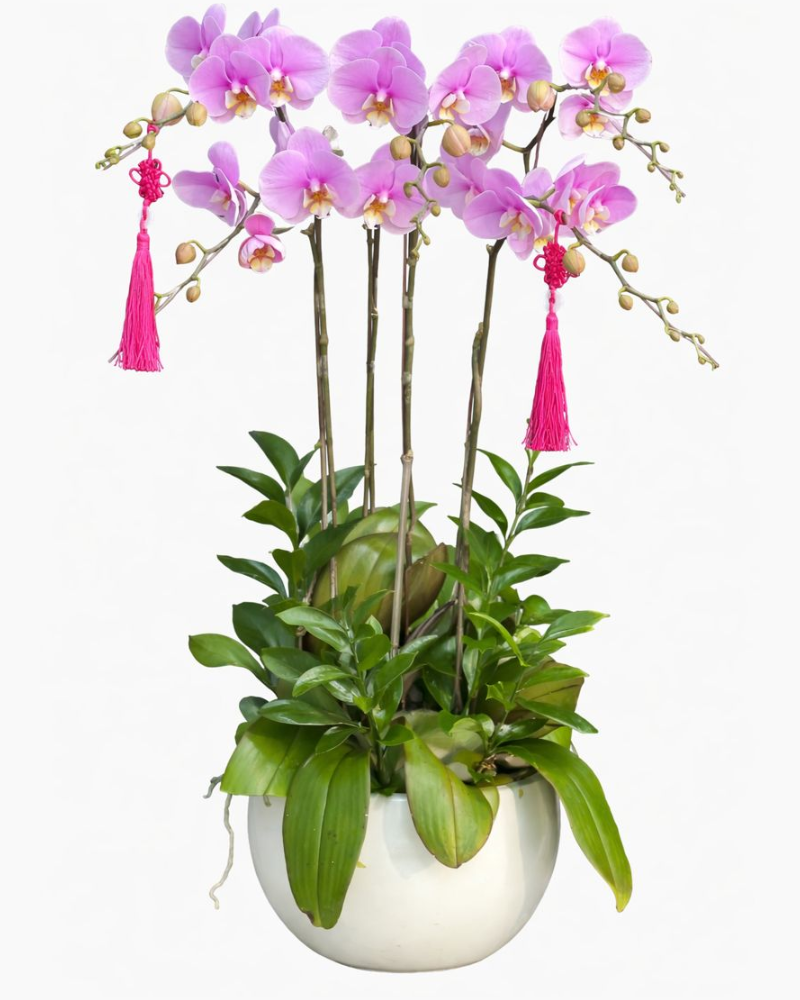  Chậu Lan Hồ Điệp Cát Lộc  - LHĐ146 