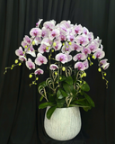  Chậu Lan Lộc Tím  - LHĐ132 