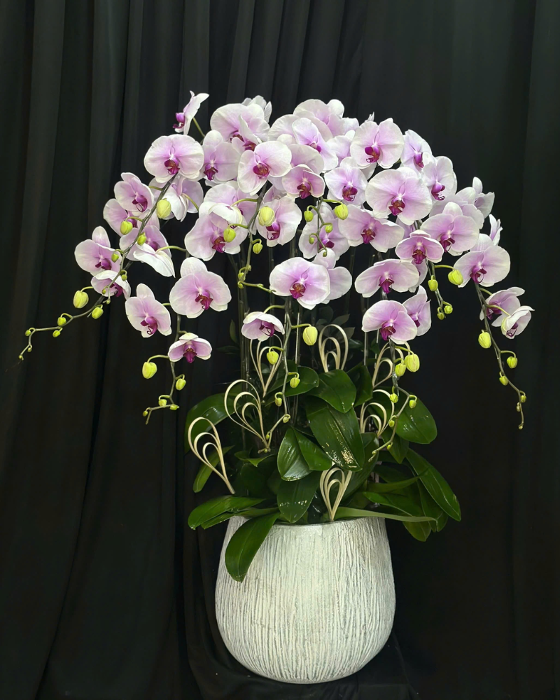  Chậu Lan Lộc Tím  - LHĐ132 