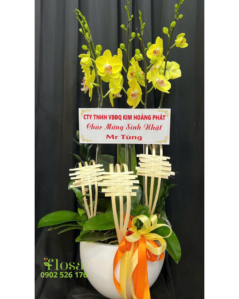  Chậu Lan Vàng Phát - LHĐ129 