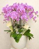  Chậu Lan Hồ Điệp Phát Tài - LHĐ174 