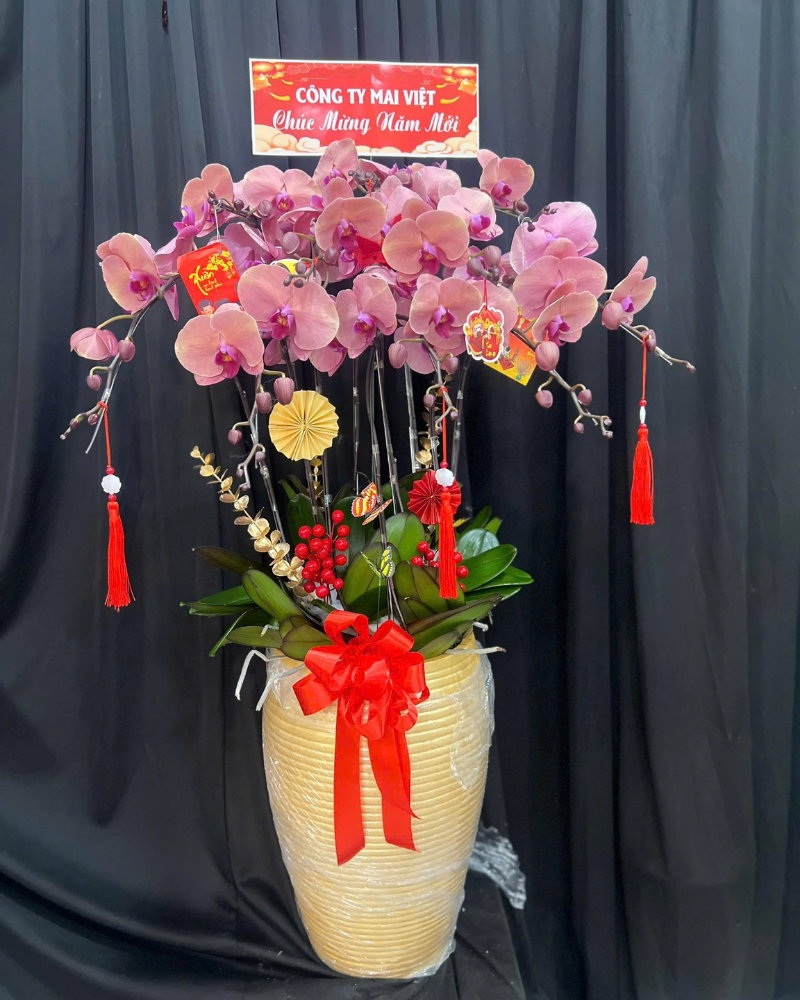  Chậu Lan Hồ Điệp Hưng Thịnh - LHĐ180 