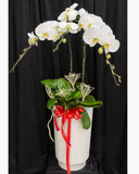  Chậu Lan Hồ Điệp Vạn Sự - LHĐ193 