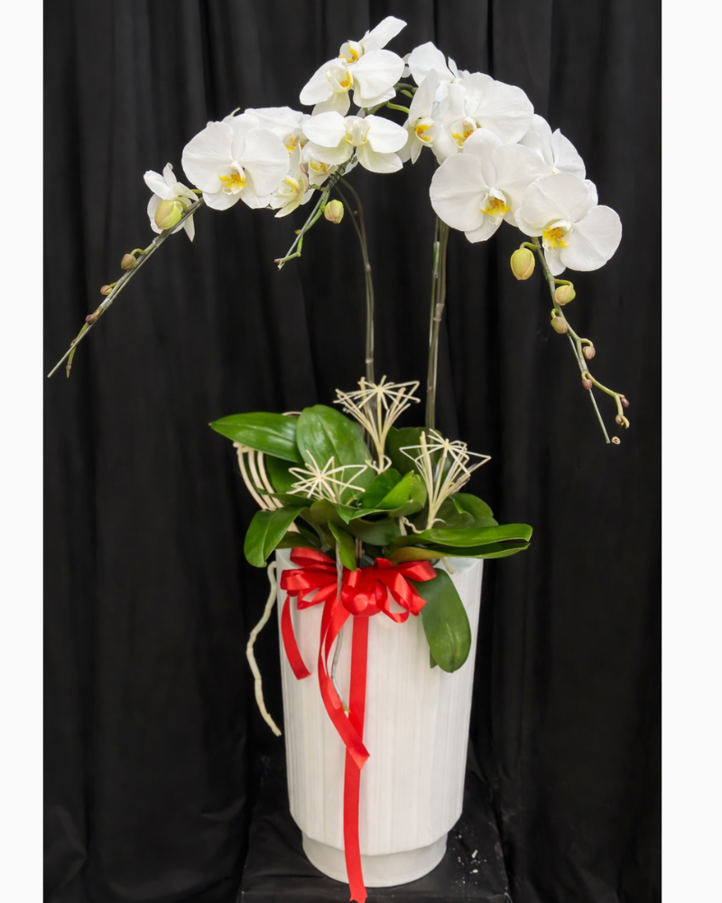  Chậu Lan Hồ Điệp Vạn Sự - LHĐ193 