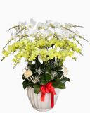  Chậu Lan Hồ Điệp Qúy Phái - LHĐ212 