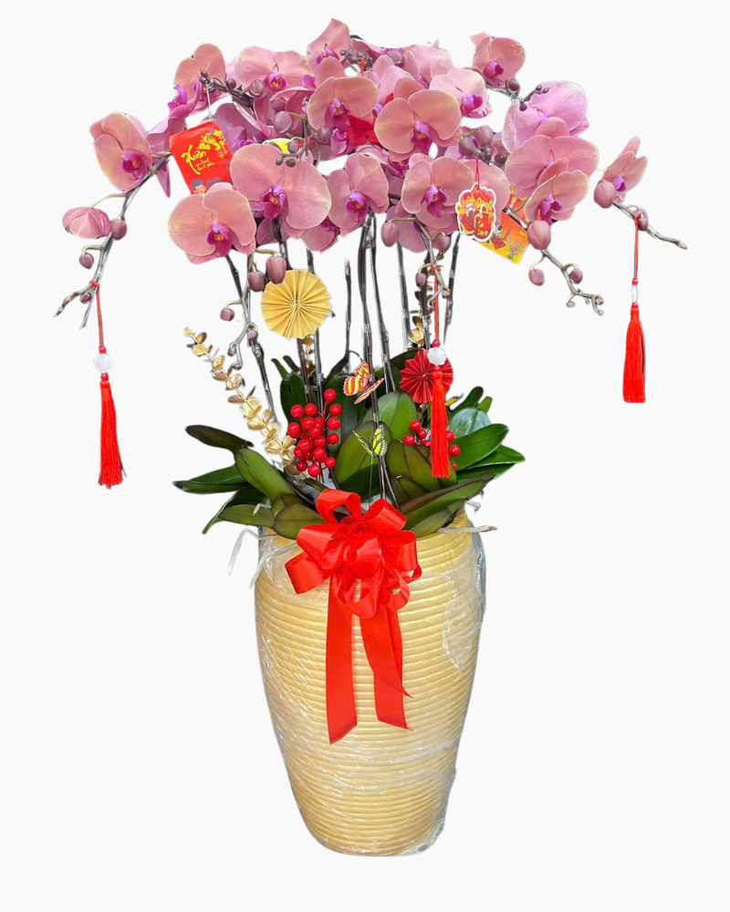  Chậu Lan Hồ Điệp Hưng Thịnh - LHĐ180 