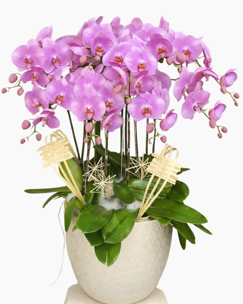  Chậu Lan Hồ Điệp Phát Tài - LHĐ174 