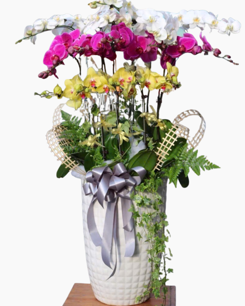  Chậu Lan Hồ Điệp Cát Hoa - LHĐ171 