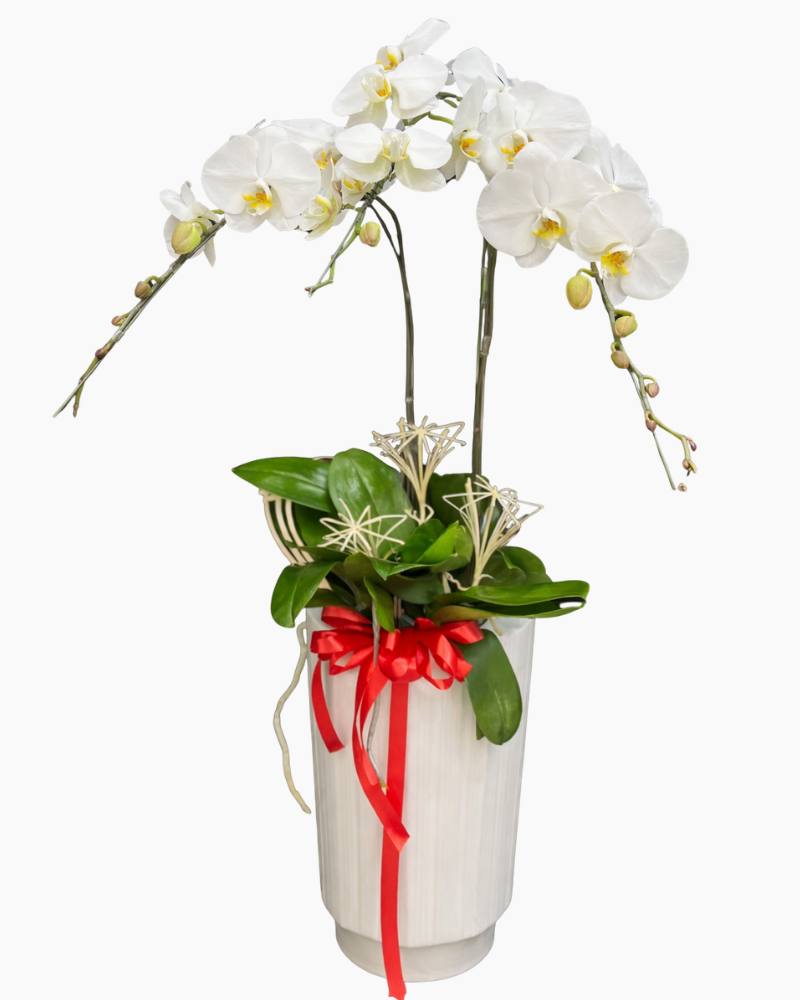  Chậu Lan Hồ Điệp Vạn Sự - LHĐ193 