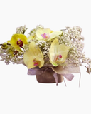  Hoa Để Bàn - Ovan 12 