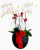  Chậu Lan Thân Thương - LHĐ25 