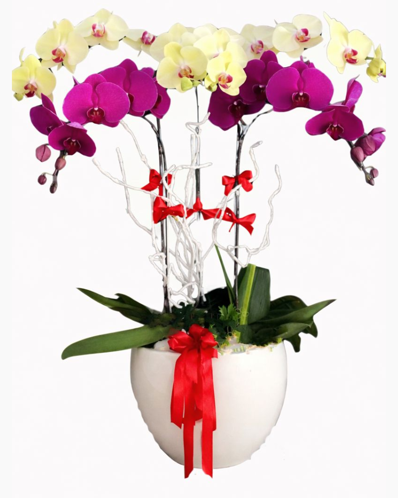  Chậu Lan Nữ Hoàng- LHĐ23 