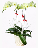  Chậu Hoa Lan Hồ Điệp Xanh Bơ - LHĐ41 