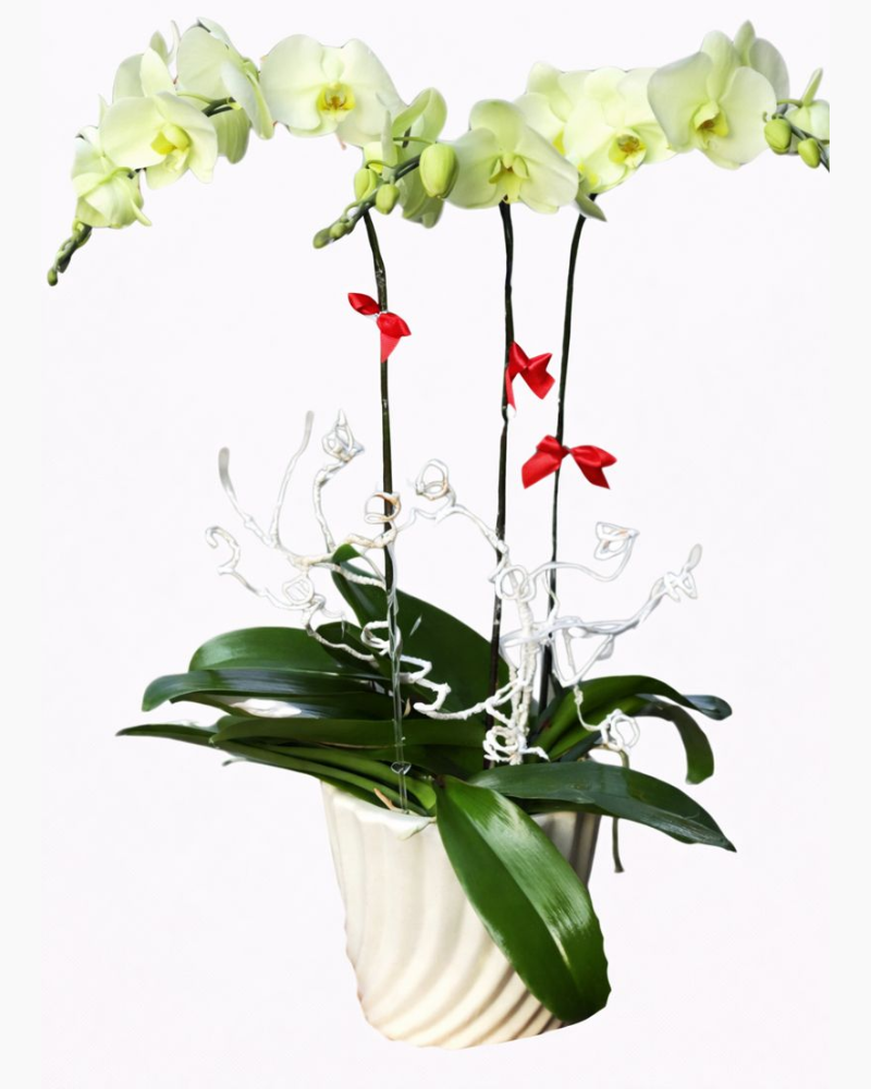  Chậu Hoa Lan Hồ Điệp Xanh Bơ - LHĐ41 