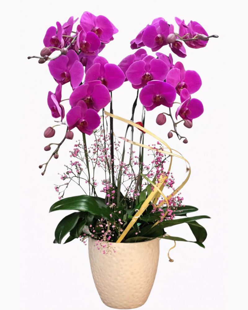  Chậu Hoa Lan Hồ Điệp Tím - LHĐ39 