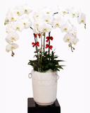  Chậu Hoa Lan Hồ Điệp Trắng - LHĐ20 