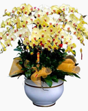  Chậu Hoa Lan Hồ Điệp Hạnh Phúc VIên Mãn - LHĐ66 