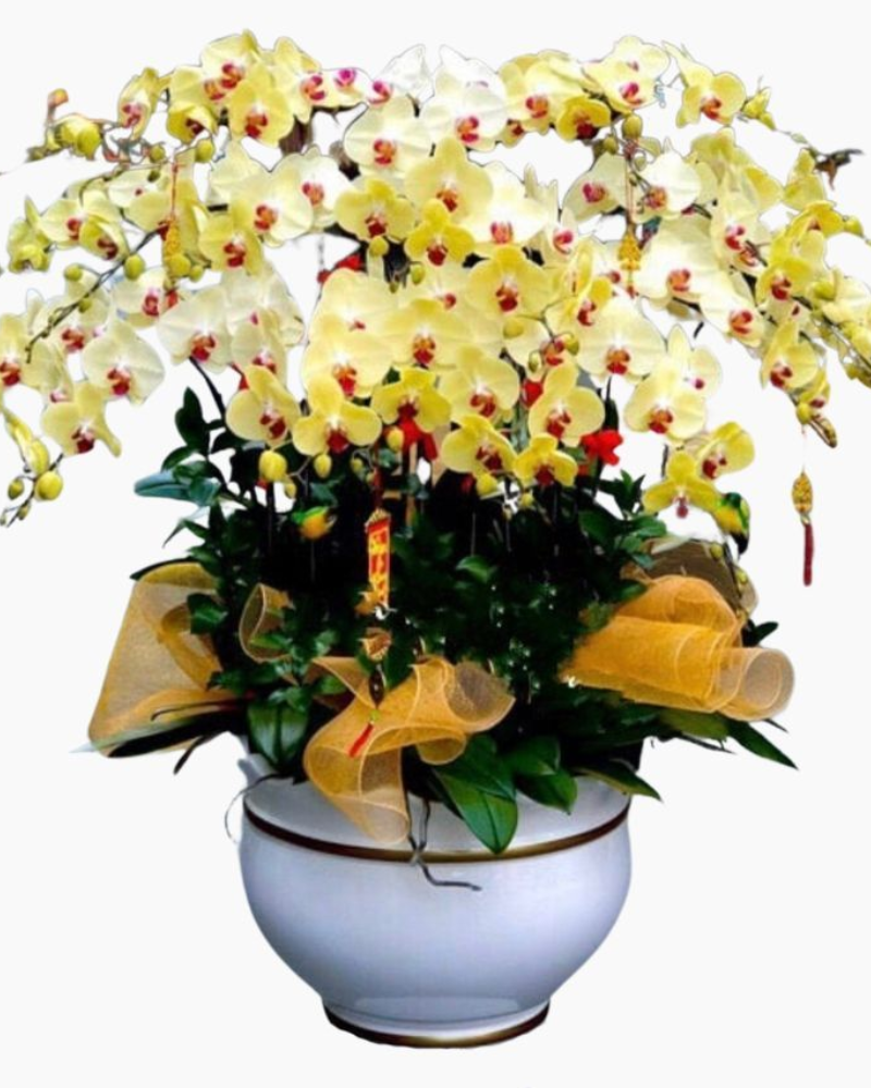  Chậu Hoa Lan Hồ Điệp Hạnh Phúc VIên Mãn - LHĐ66 