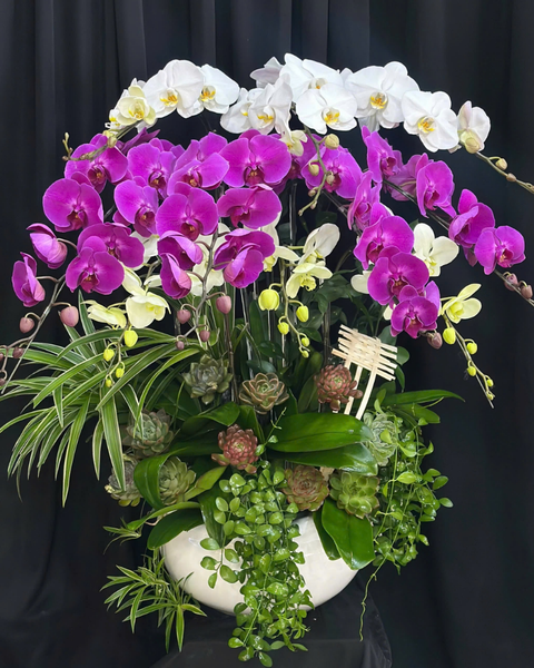 Chậu Hoa Lan:  Chậu Lan Hồ Điệp Hoàng Gia - LHĐ191 