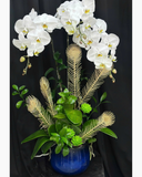  Chậu Lan Hồ Điệp Hồng Phúc - LHĐ181 