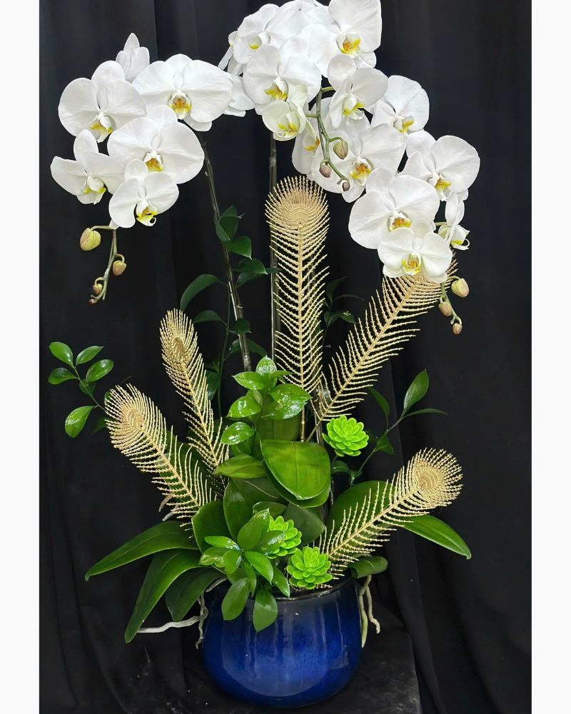  Chậu Lan Hồ Điệp Hồng Phúc - LHĐ181 