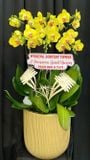  Chậu Lan Hồ Điệp Phát Tài - LHĐ208 