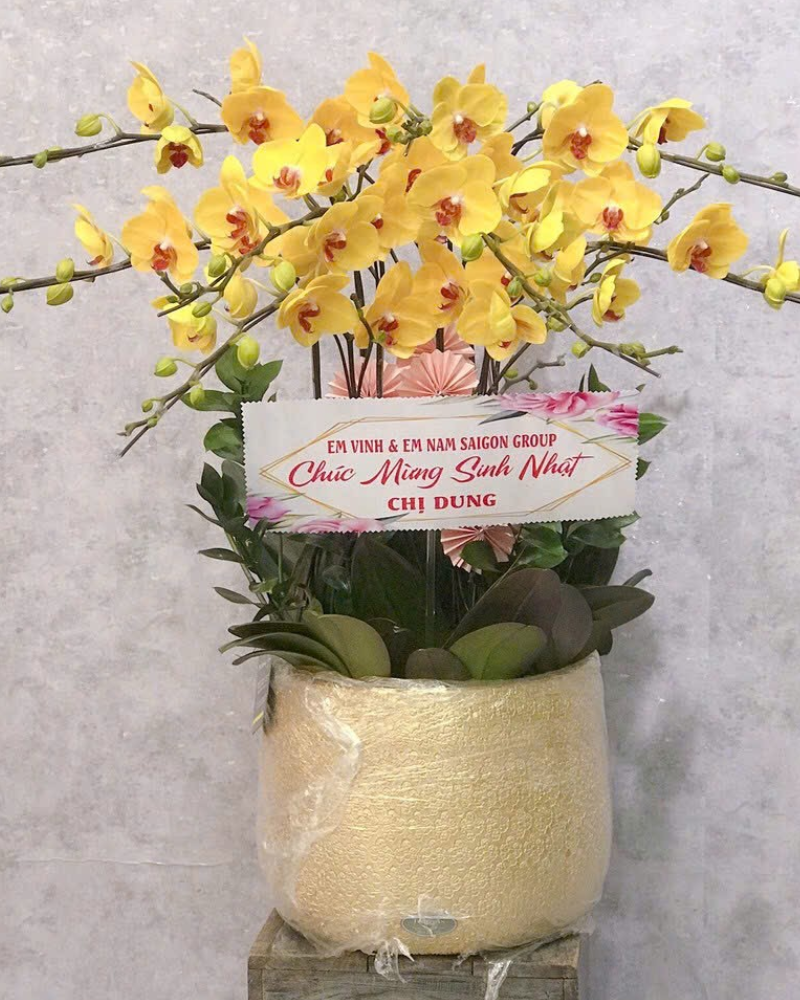  Chậu Lan Hồ Điệp Xuân Hoa - LHĐ152 