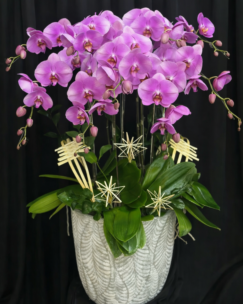  Chậu Lan Hồ Điệp Viên Mãn - LHĐ194 