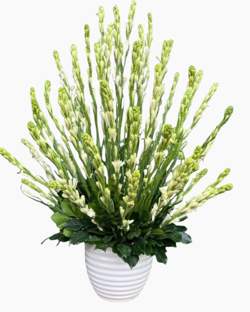  Bình Hoa Tươi Hoa Huệ Trắng - HCB64 