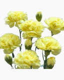  Cẩm Chướng Đơn - Hoa Tươi Cắt Cành, Giao 2H Tại TP.HCM 