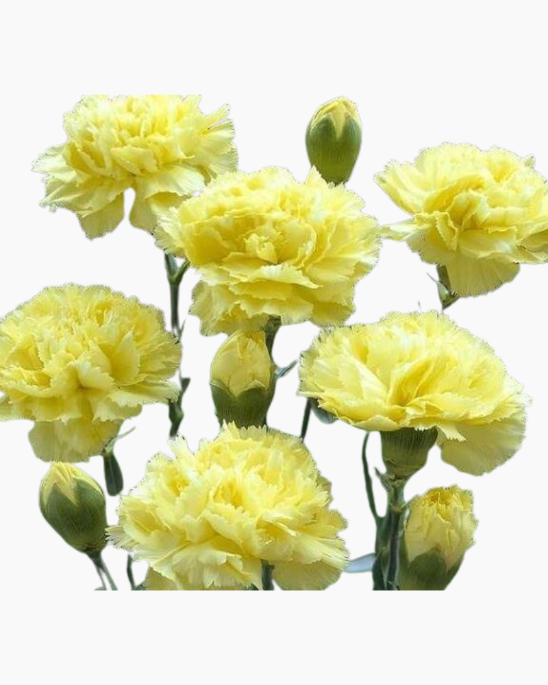  Cẩm Chướng Đơn - Hoa Tươi Cắt Cành, Giao 2H Tại TP.HCM 